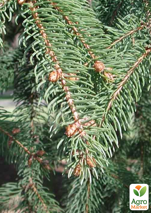 Ель 6-ти летняя европейская "Excelsa" С5, высота 80-100см - фото 3