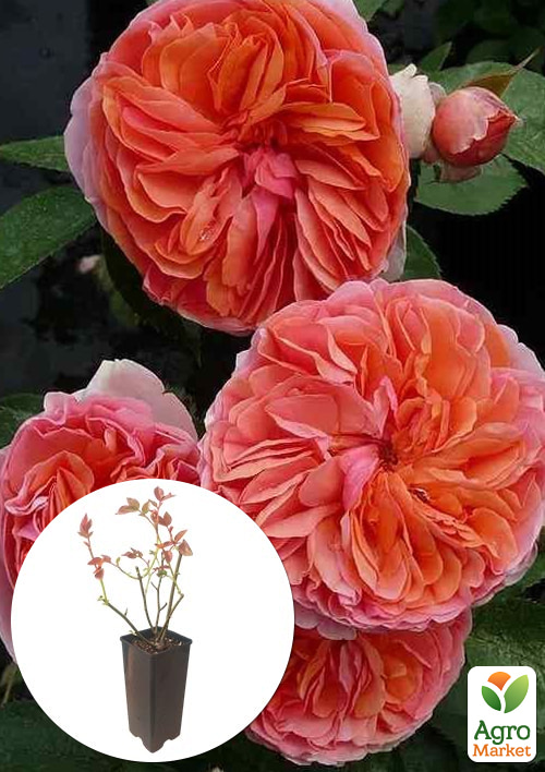 Роза шраб "Chippendale" в контейнере, высший сорт