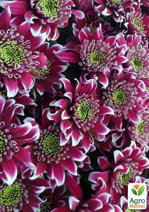 Хризантема кущова "Saba Dark" - фото 2