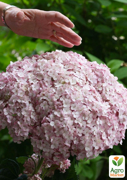 Гортензія деревоподібна "Candybelle Marshmallow"