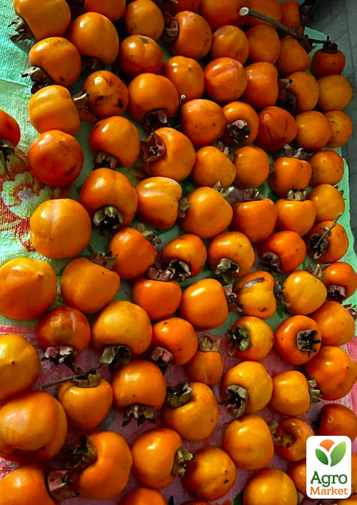 Хурма на віргінській морозостійкій підщепі  "Нікітська бордова" вищий сорт! - фото 4