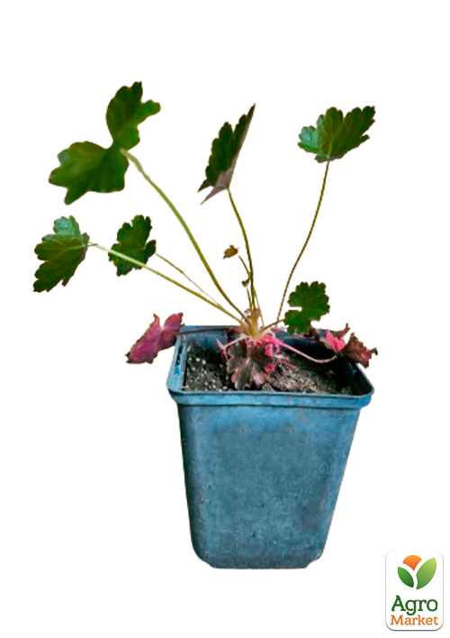 Гейхера (Heuchera) "Heuchera Emperor`s New Clothes Purple"  - фото 5