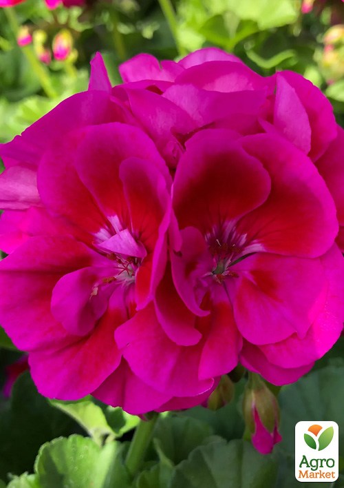 Пеларгонія зональна Flower Fairy "Violet"