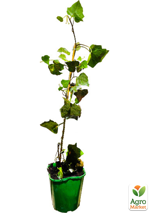 Плющ звичайний 2-х річний "Thorndale" (Hedera helix 'Thorndale') С2 висота 35-90см