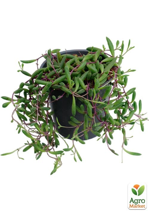 LMTD Сенеціо (хрестовник) "Purple Flash" підвісний вазон - фото 7