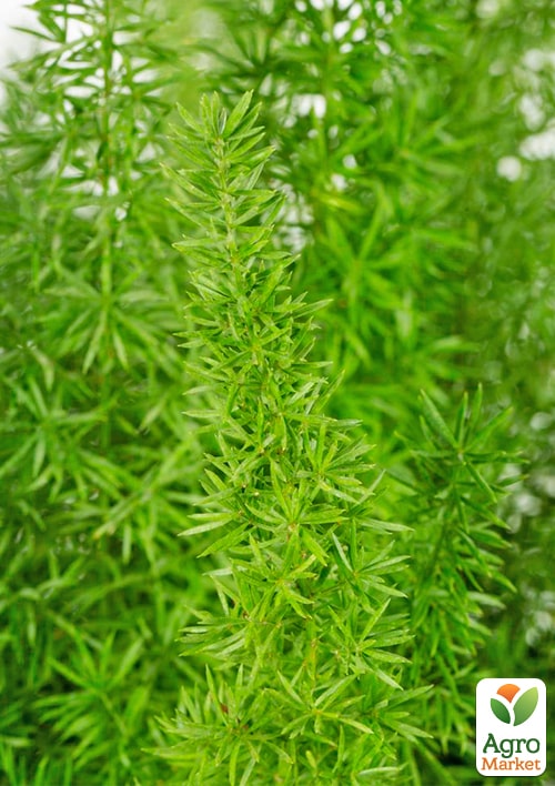 Аспарагус "Meyers" высота 25-35см - фото 5