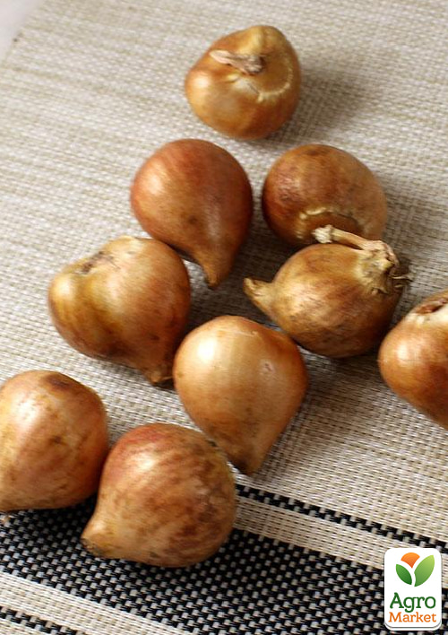 Тюльпан "Eagle Wings"  - фото 4