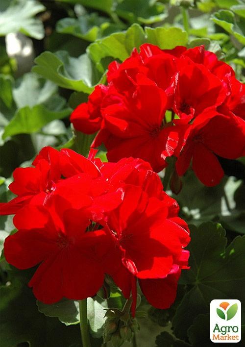 Пеларгония ампельная "Atlantic Fire" (контейнер № 10, высота 10-20 см)