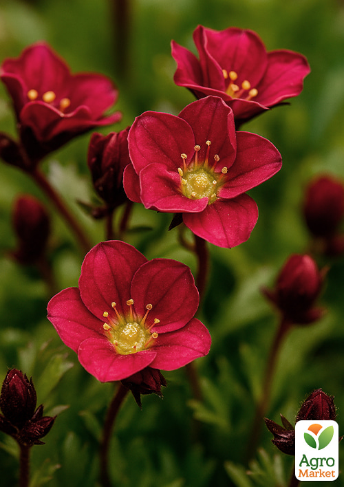 Камнеломка Арендса "Harder Zwerg" - фото 2