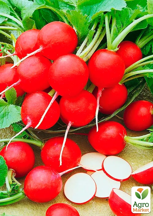 Редис "Рубін" (Зипер) ТМ "Весна" 7г - фото 3