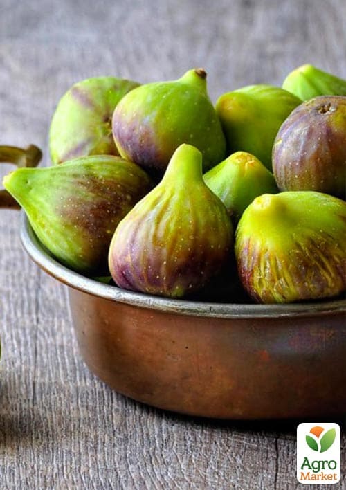 Инжир саженец 3х-летний "Брунсвик" (высота 70-90см)  - фото 5