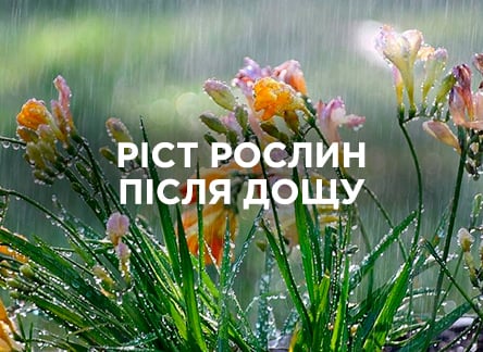 Почему после дождя все растет быстрее?