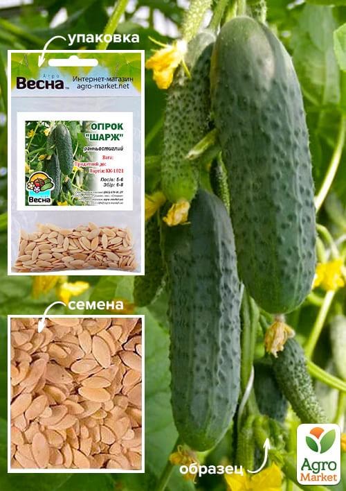 Огурец "Шарж" (Зипер) ТМ "Весна" 0.5г