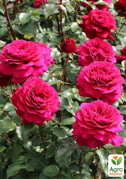 Роза в контейнере чайно-гибридная "Bellevue" (саженец класса АА+) - фото 4