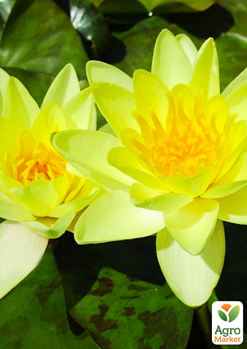 LMTD Німфея (водяна лілія) "Marliacea Chromatella" (кореневище) - фото 5