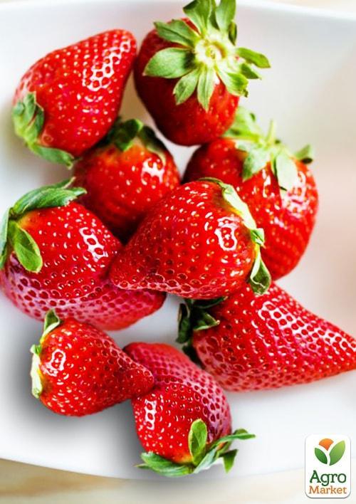 Ексклюзив! Полуниця яскраво-червона "Солодка шоколадка" (Sweet chocolate) (американська селекція, преміальний ремонтантний сорт)