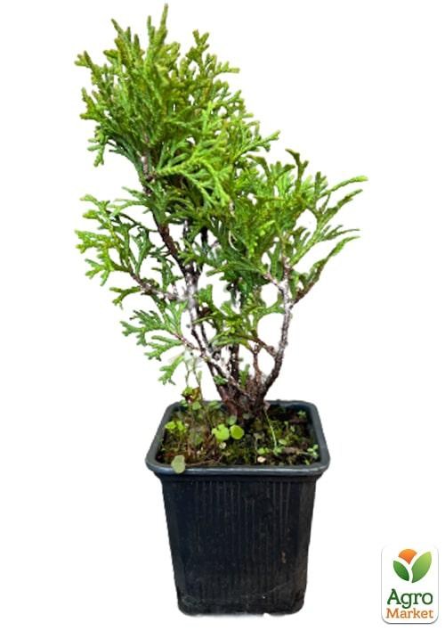 Туя западная "Tiny Tim" С3, высота 15-20 см - фото 2