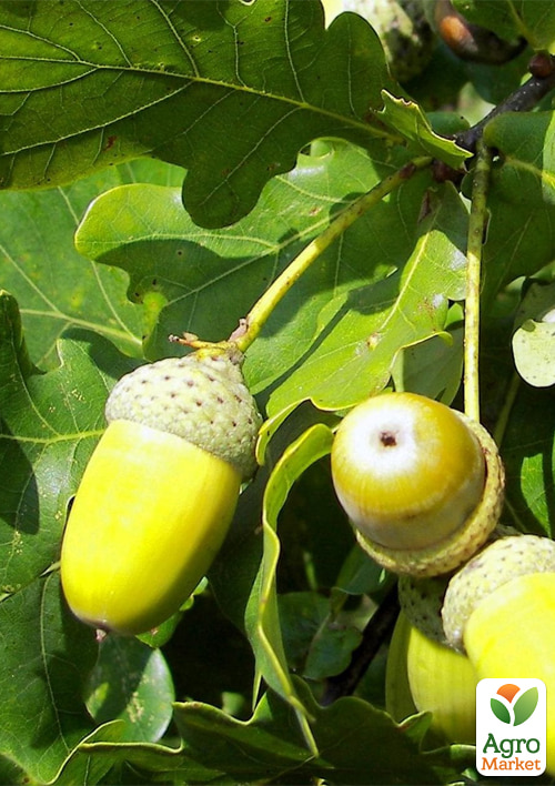 Дуб англійський звичайний (Quercus robur) С2 - фото 3