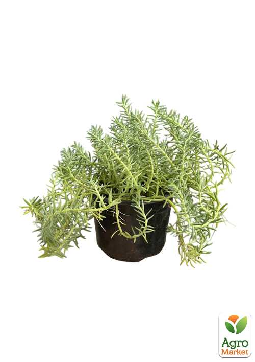 Очиток отогнутый "Blue Spruce" (Sedum reflexum) - фото 2