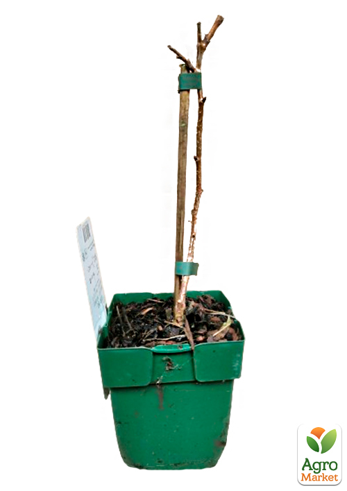 LMTD Малина "Summer Chef" (сортовая, укорененная) - фото 3