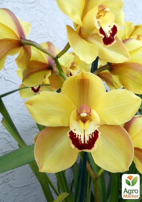 Цимбидиум микс "Солнечные лучи" (Cymbidium mixed)  дм 14 см выс. 80 см