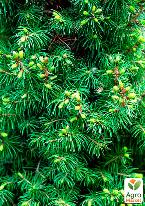 Ель канадская "Коника" (Conica) горшок P9 - фото 5