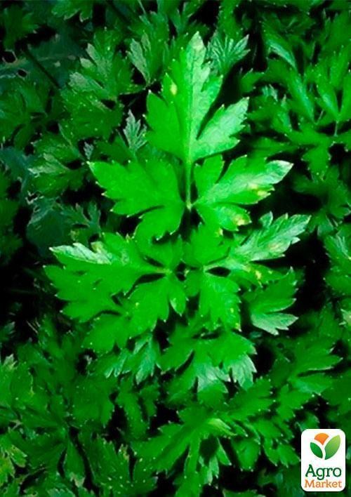 Петрушка "Урожайна" (Зипер) ТМ "Весна" 7г - фото 3