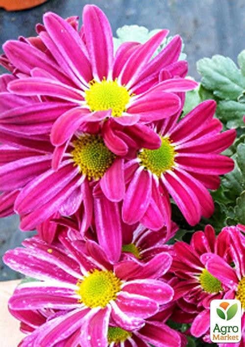 Хризантема корейская "Алые паруса" (укорененный черенок высота 5-10 см)