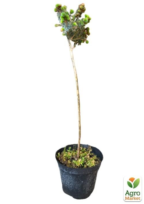 Ялина сітхінська на штамбі "Tenas" С3, висота 30-35см - фото 3