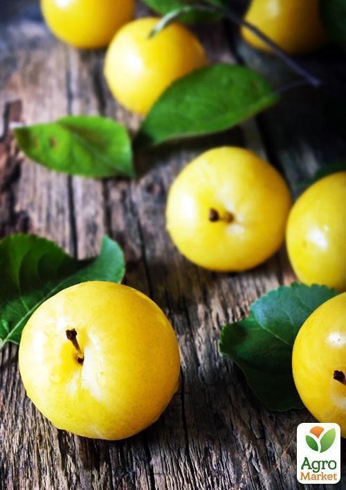 Ексклюзив! Слива яскраво-жовта "Сонячний відтінок" (Sunny shade) (преміальний великоплідний сорт) - фото 6