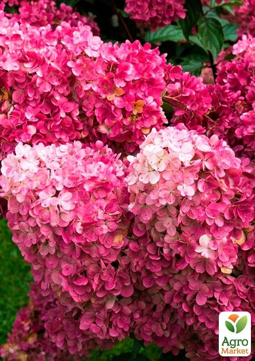 Гортензия 3-х летка метельчатая "Melba" - фото 3