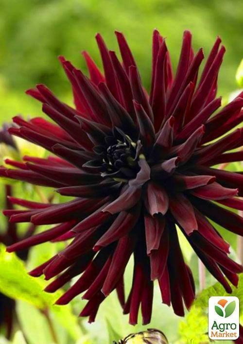 Георгина "Black Wizard" 1шт в упаковке - фото 4