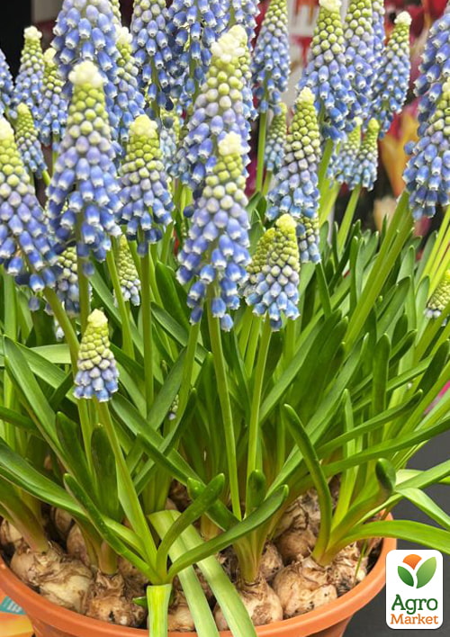 Мускарі "Emmy" укорінені