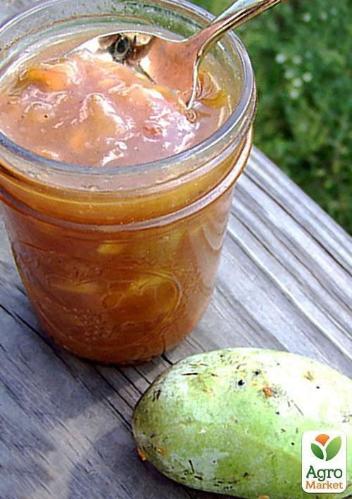 Азіміна трилоба "Бананове дерево" (перехресне запилення, вік саджанця 1 рік, садити по 2 шт) - фото 3