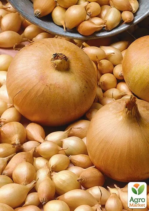 Цибуля-сіянка 1кг (арбажейка) "Придністровський золотий" (Україна)