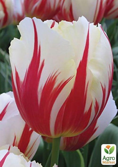 Тюльпан "Rem´s Sensation" 1шт в упаковке