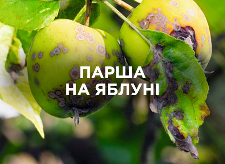 Парша на яблуні: лікування та профілактика