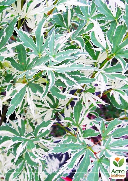 Клен варієгатний японський «Butterfly»