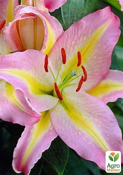 Лілія "Tom Pouse" 1шт в упаковці