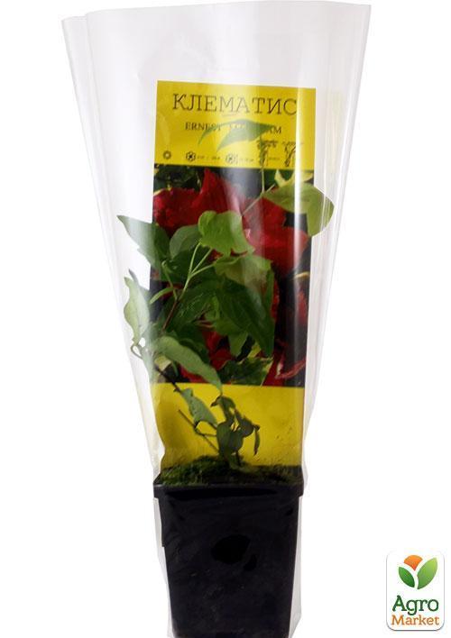 Клематис "Ernest Markham" - фото 6