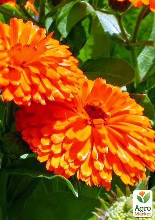 Календула "Радио" (Зипер) ТМ "Весна" 2г - фото 2