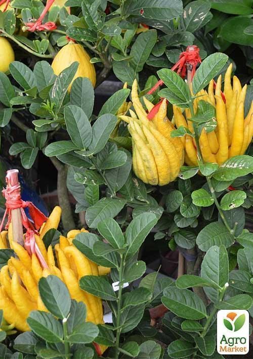 Цитрон "Пальци Будди" - фото 2