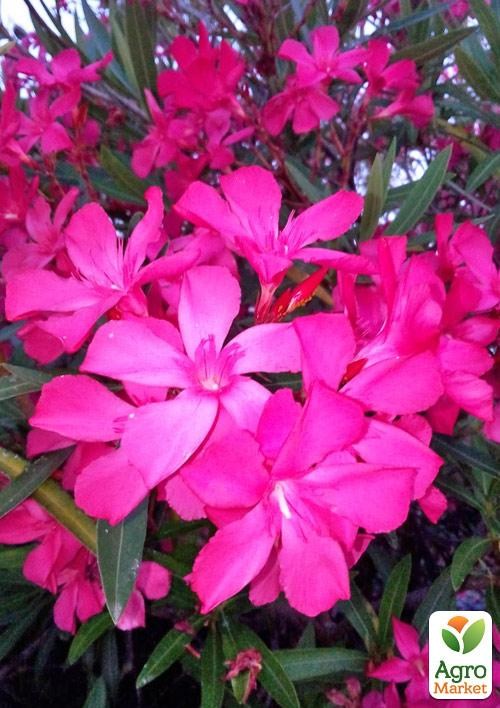 Олеандр душистый "Nerium oleander Paris" (вечнозеленый, ароматный кустарник) - фото 3