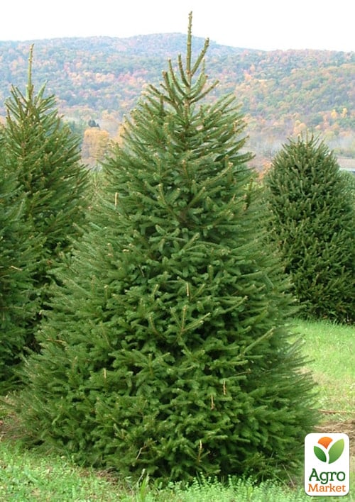 Ель 6-ти летняя европейская "Excelsa" С5, высота 80-100см - фото 4