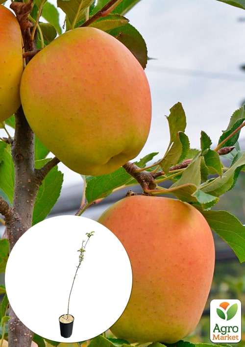 Яблоня "Голден Перси" укорененная в контейнере (саженец 2 года)