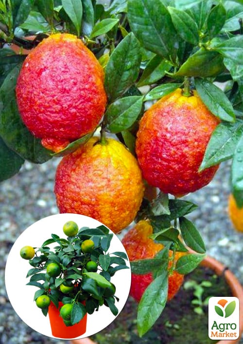 LMTD Лайм красный на штамбе с плодом 3-х летний "Limetta Rossa" (25-45см)