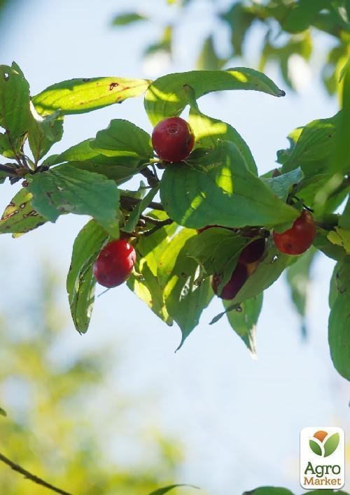 Кизил "Владимирский" 2 года - фото 3