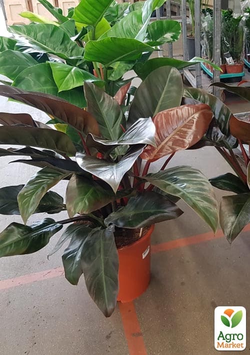 LMTD Філодендрон "Imperial Red" висота 30-40см - фото 6
