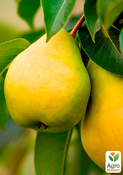 Груша "Платоновская" (осенний сорт, средний срок созревания)