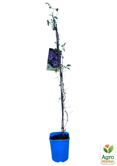 Клематис 3-х річний "Morning Sky" С2 - фото 3